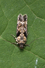 Caryocolum
