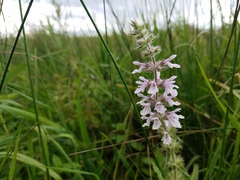 Stachys pilosa