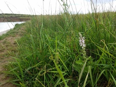 Stachys pilosa