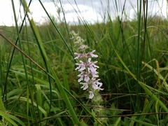 Stachys pilosa