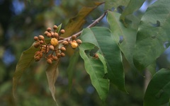 Vismia camparaguey