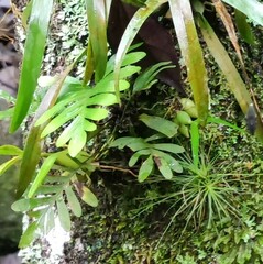 Phlebodium pseudoaureum