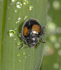 Epilachna aequatorialis