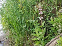 Stachys pilosa