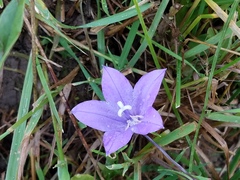 Campanula rotundifolia