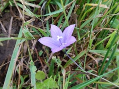 Campanula rotundifolia