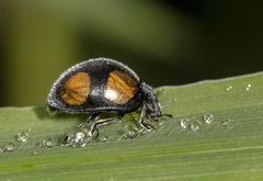 Epilachna aequatorialis