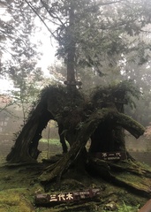 Chamaecyparis formosensis