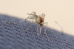 Aedes camptorhynchus