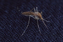 Aedes camptorhynchus