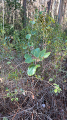 Smilax glauca