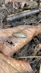 Kobeltia