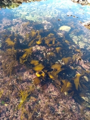 Laminaria digitata