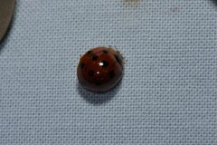 Harmonia dimidiata