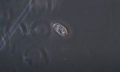 Colepidae