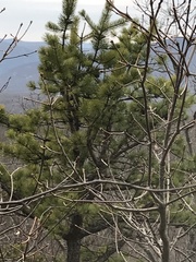 Pinus rigida