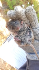 Abrothrix olivacea