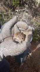 Oligoryzomys longicaudatus