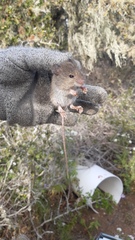 Oligoryzomys longicaudatus