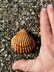 Acanthocardia echinata