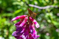 Butleria