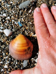 Glycymeris nummaria
