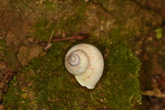 Cyclophorus punctatus