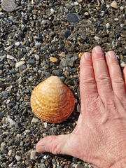 Glycymeris glycymeris
