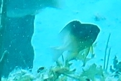 Stegastes partitus