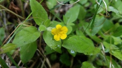 Erythranthe moschata