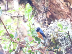 Conirostrum sitticolor