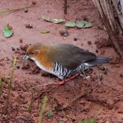 Laterallus leucopyrrhus