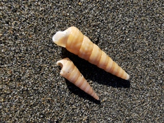 Turritellinella tricarinata