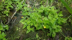 Erythranthe moschata