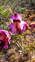 Alstroemeria magnifica