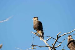 Caracara plancus plancus