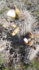 Trichocereus