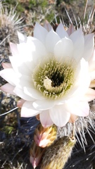 Trichocereus