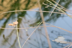 Ischnura evansi
