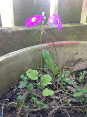 Primula malacoides