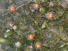 Schistidium crassipilum