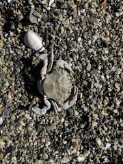Liocarcinus vernalis