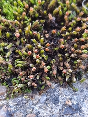 Schistidium crassipilum