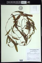 Potamogeton alpinus