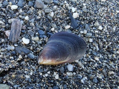 Mytilus galloprovincialis