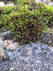 Schistidium crassipilum