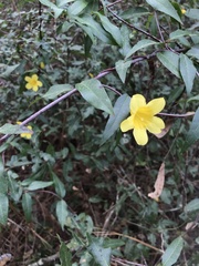 Gelsemium sempervirens