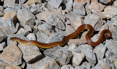 Atractus pantostictus