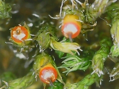 Schistidium crassipilum