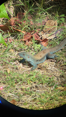 Pholidoscelis exsul